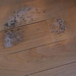 How To Get Rid Of Black Mold On Hardwood Floors