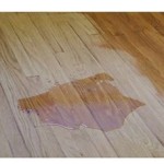 Urine Damage To Hardwood Floors: What To Do And How To Prevent It